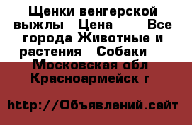 Щенки венгерской выжлы › Цена ­ 1 - Все города Животные и растения » Собаки   . Московская обл.,Красноармейск г.